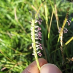 201608 grass4.jpg
